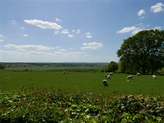 Meadows window view